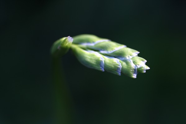 Grape Hyacinth Bud by Joy Watson